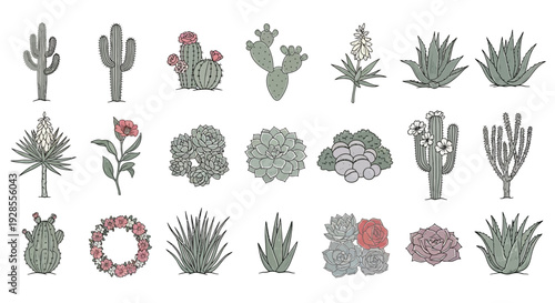 Collection of various hand-drawn desert cacti and succulent plants with flowers and wreaths.
