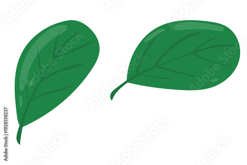 Fresh green spinach leaves vector illustration, organic vegetable foliage for healthy salad and cooking