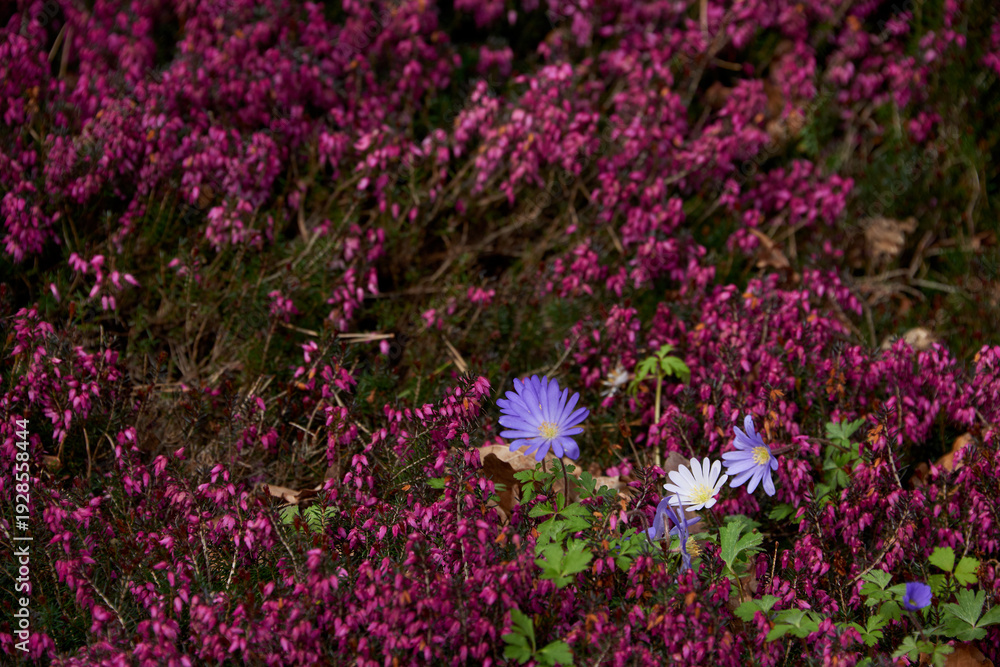 Obraz premium Vibrant Purple Heath and Blue Anemone Flowers Blooming in Spring