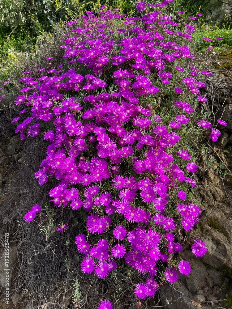 Obraz premium Vibrant Purple Ice Plants: A sunny hillside is covered in a lush carpet of drought-tolerant purple ice plants, showcasing their succulent leaves and brilliant blooms in a water-wise landscape.