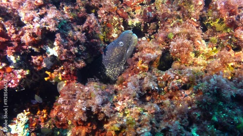 Moray eel in a Mediterranean Sea reef