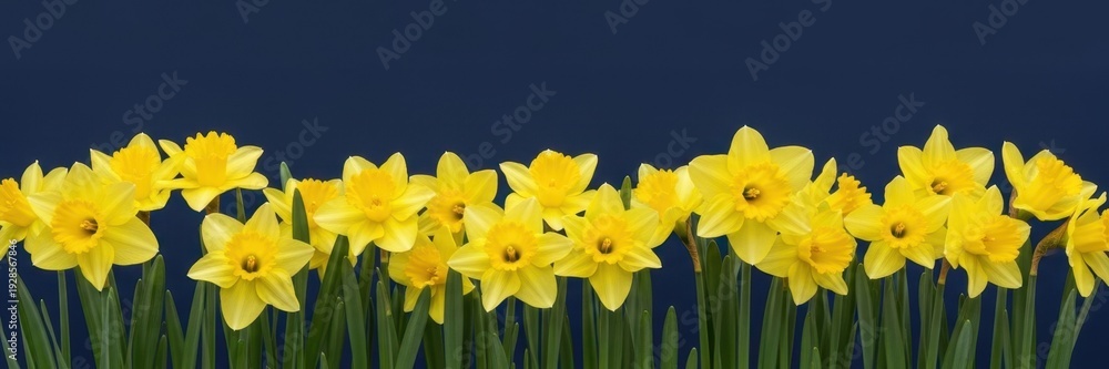 Obraz premium St. David’s Day panoramic background with bright yellow daffodils border on dark navy blue backdrop, Welsh national holiday floral banner with copy space