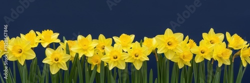 St. David’s Day panoramic background with bright yellow daffodils border on dark navy blue backdrop, Welsh national holiday floral banner with copy space.