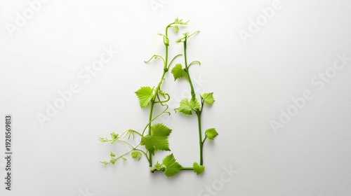 Green grapevine arranged in the shape of a bottle on a white background, symbolizing nature, wine, and eco-friendly concepts.