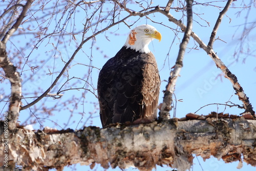 Bald eagle perched on a birch tree branch against a clear blue sky, majestic wildlife photography for patriotic or nature-themed media.