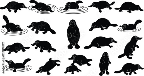 Platypus silhouette collection with swimming walking and standing poses isolated on white background