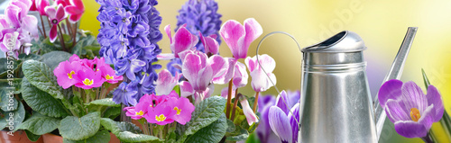 spring banner for gardening concept with pink and violet spring flowers bloom...