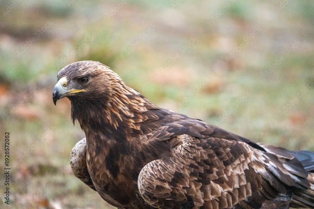 Obraz premium Golden eagle (Aquila chrysaetos) photographed in Spain