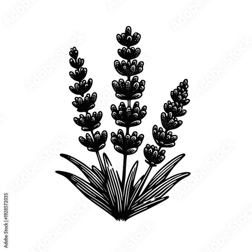Elegant Black and White Lavender Flower Botanical Vector Illustration