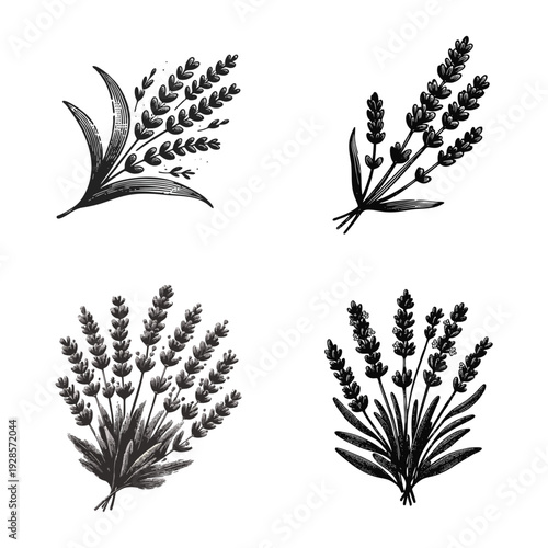 Hand Drawn Lavender Illustrations Set. Botanical Sketch of Aromatic Herb Sprigs and Bunches