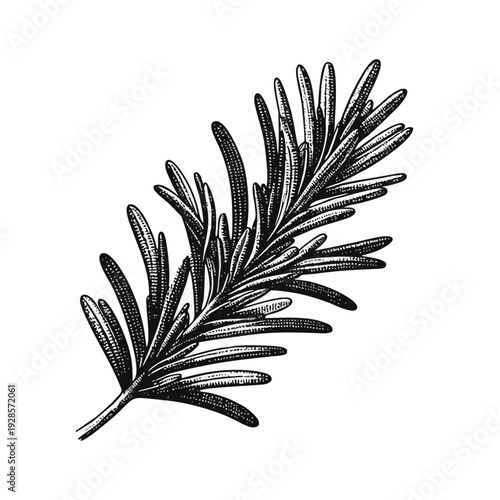 Hand drawn rosemary sprig illustration, culinary herb botanical sketch