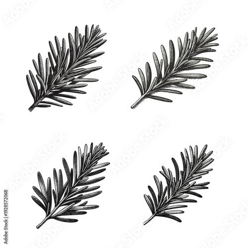 Hand Drawn Rosemary Sprigs Vector Illustration Set in Vintage Engraving Style