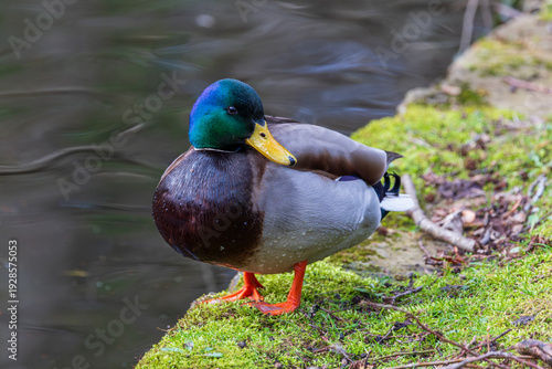 Fotografie Male mallard duck standing on mossy bank beside pond
