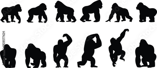 Gorilla silhouette collection, wild ape animal poses set, black primate vector illustration isolated for wildlife, mascot and nature design
