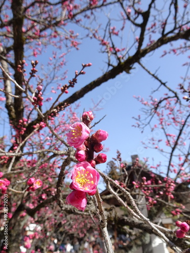 春に咲く濃いピンクの梅