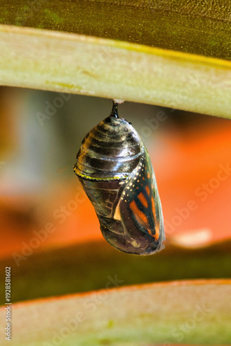 Not yet hatched monarch seen in it's translucent chrysalis.