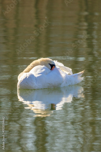 Mute Swan Sleeping on Calm River 