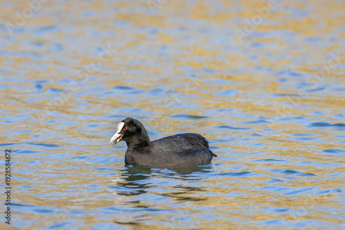 Eurasian Coot Swimming and Feeding in Sunlit River