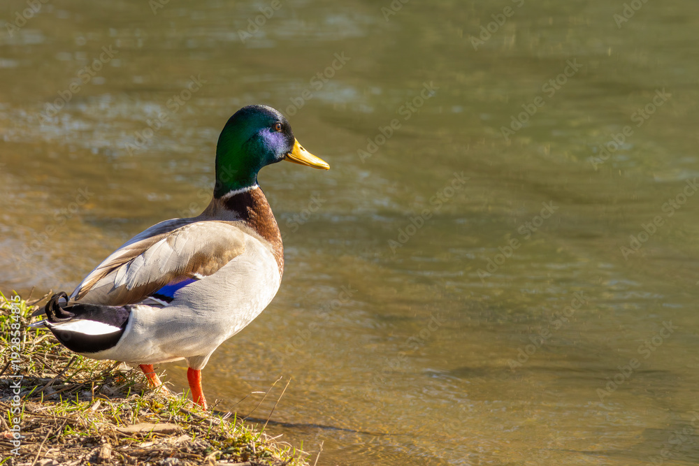 Obraz premium Male Mallard Duck Standing on Sunny Riverbank
