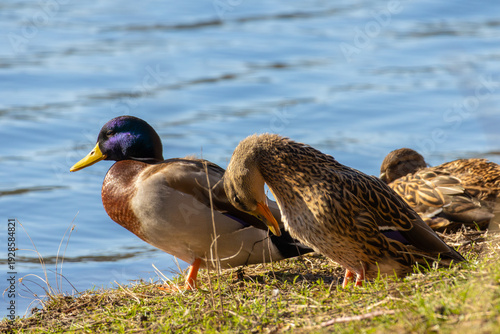 Male and Female Mallard Ducks Preening Together on Sunny Riverbank