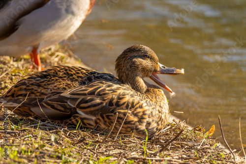 Female Mallard Duck Calling at Sunny Lakeside