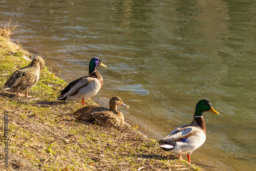 Group of Mallard Ducks Resting at Sunny Lakeside