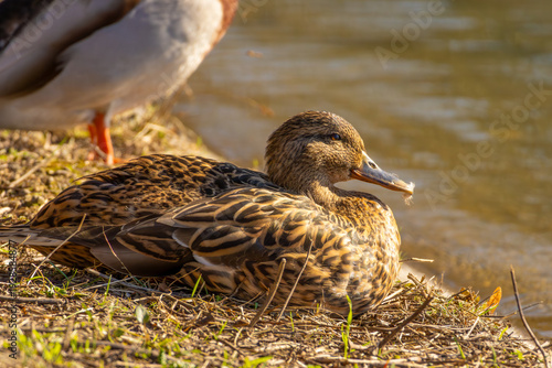 Female Mallard Duck Resting on Riverbank in Golden Sunlight