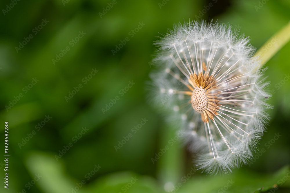 Fototapeta premium Dandelion (Taraxacum) seed head losing individual seeds in nature