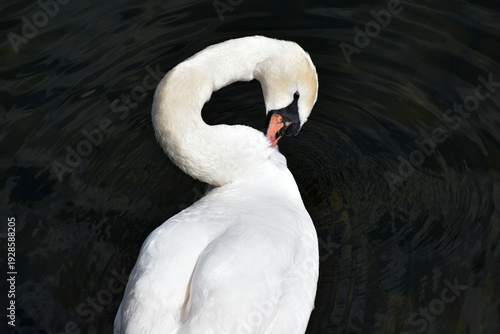 Closeup of a mute swan grooming, London, UK