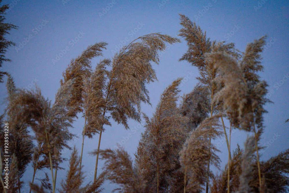Obraz premium natural pampas grass in nature reserve with evening skies blurred background, boho inspired