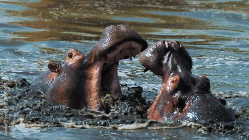 Angry male hippos fight with mouth wide open in Mara river brown muddy water. Hippopotamus rival contend rush at each other in swamps ponds. African nature reservation, Wild animals in natural habitat