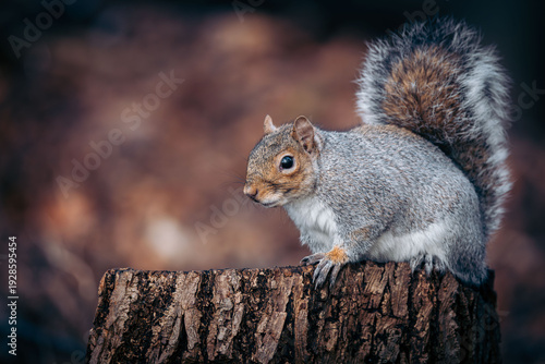 Squirrel