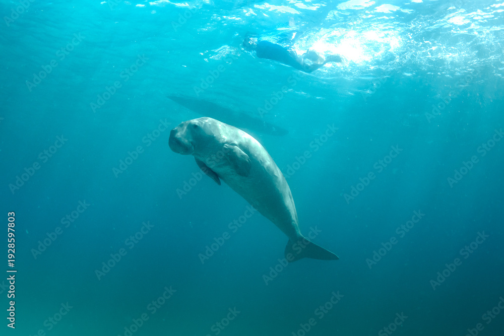 Obraz premium Dugong (Dugong dugon) swimming near snorkelers by coral reef, Coron, Palawan, Philippines