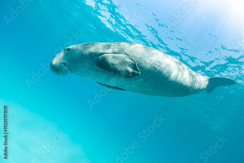 Photos Dugong (Dugong dugon) Coron, Palawan, Philippines