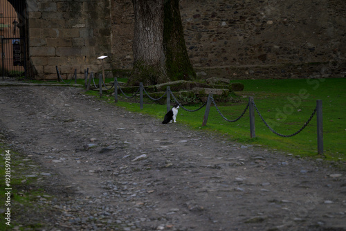 Wallpaper Mural Black and white cat in historic courtyard Torontodigital.ca