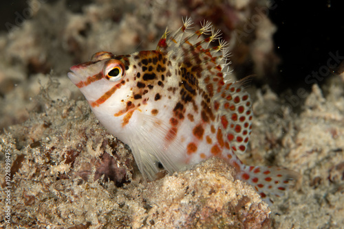 Dwarf hawkfish perched on coral in Puerto Galera, Philippines