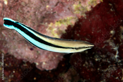 Photos Bluestreak cleaner wrasse swimming over coral reef in Puerto Galera Philippines