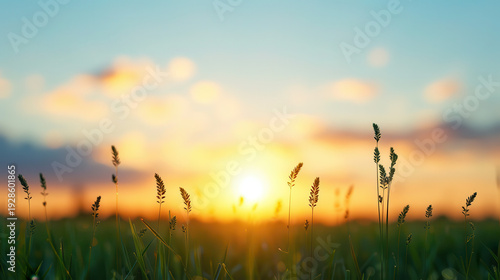 A field of grass with a sun in the sky