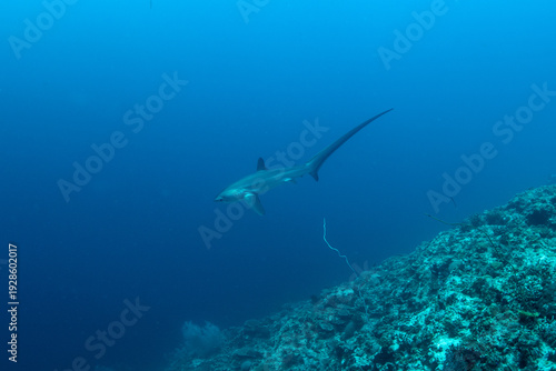 Tablou pe pânză Thresher sharks (Alopias sp
