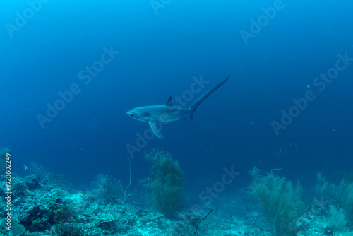 Εκτύπωση καμβά Thresher sharks (Alopias sp