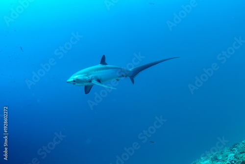 Wallpaper Mural Thresher sharks (Alopias sp.) swimming underwater at Malapascua, Cebu, Philippines Torontodigital.ca