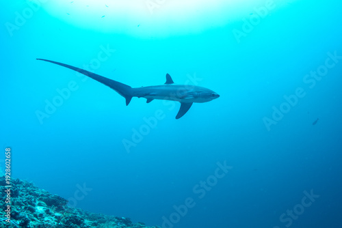 Thresher sharks (Alopias sp.) underwater at Malapascua, Cebu, Philippines