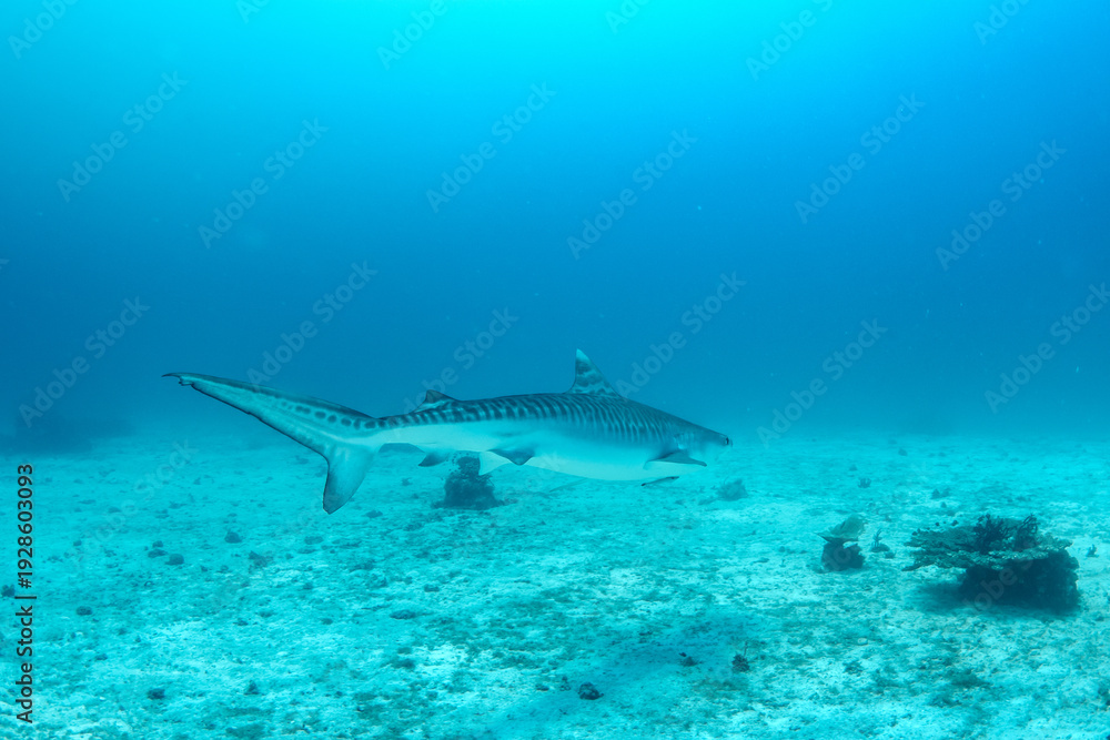 Obraz premium Tiger shark (Galeocerdo cuvier) close-up, Malapascua, Philippines