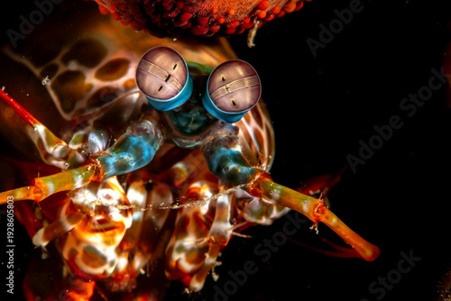 Underwater close-up of Peacock Mantis Shrimp (Odontodactylus scyllarus), Philippines