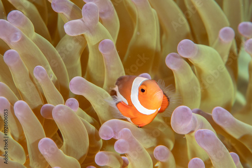 Obraz na plátně Ocellaris clownfish living among anemone coral in tropical reef