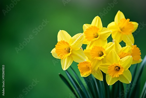 Vibrant cluster of yellow daffodils with green leaves on blurred green background