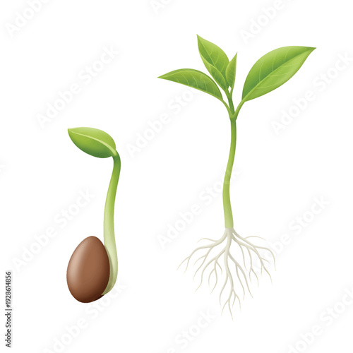 Plant Growth Stages from Seed to Sprout Vector