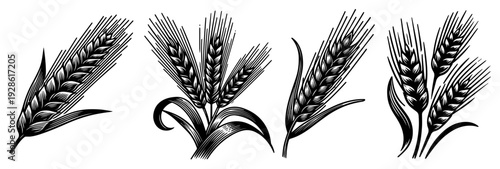 Wheat Ears Stalks Vector Set, Agricultural Grain Barley Rye Illustration, Organic Food Farming and Harvest Nature Icons