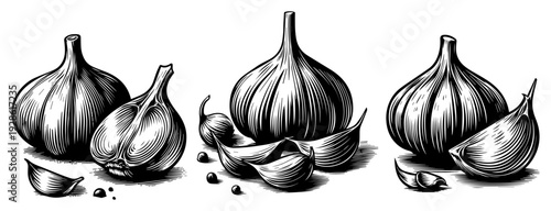 Garlic Bulbs and Cloves Woodcut Illustration, Hand Drawn Engraving Style Vegetable for Cooking and Culinary Design
