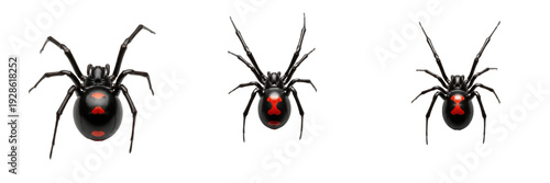 Tableau sur toile Set of Realistic Black Widow Spiders – Isolated Arachnid PNG Collection